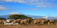 【成都出发】成都阿航《肯尼亚一地8天游》野性非洲之旅