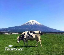 日本东京+富士山半自由行温泉美食六日游
