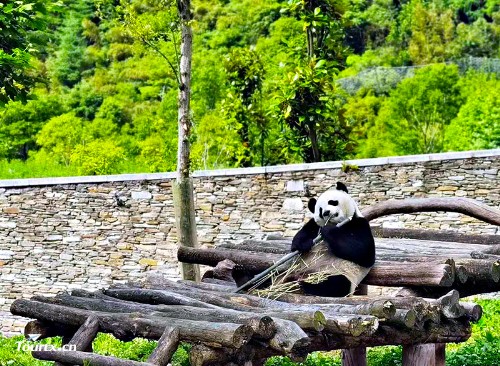 卧龙-中华熊猫苑